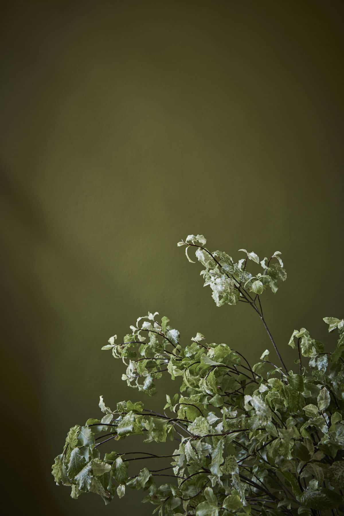 Little Green  Citrine 71