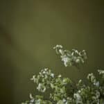 Little Green  Citrine 71
